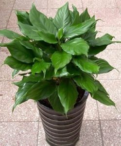 Aglaonema