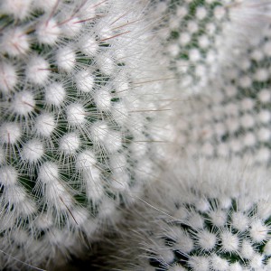 cactus e1452081888250