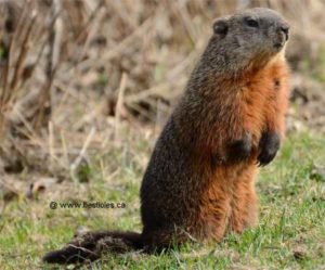 le jour de la marmotte